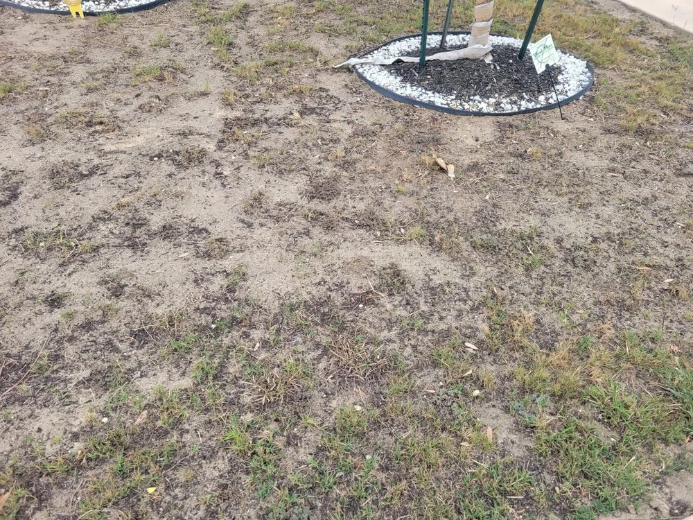 Reliable lawn mowing service experts serving Louisville, KY - Weed Man