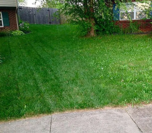 Affordable yard cleanup service for homes in Manassas, VA by Weed Man