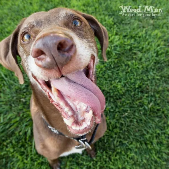 Reliable landscaping services in Manassas, VA by Weed Man