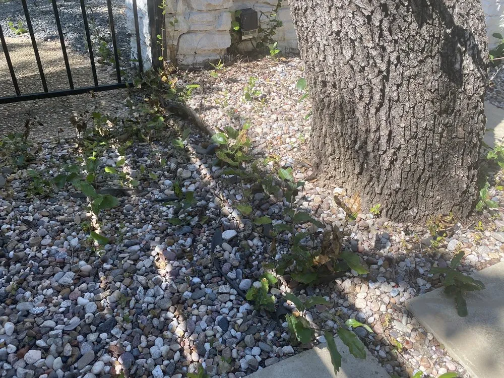 Top-rated yard cleanup service experts serving Manor, TX - Weed Man