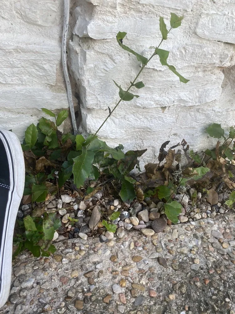 Top-rated residential landscaping near you in Manor, TX by Weed Man