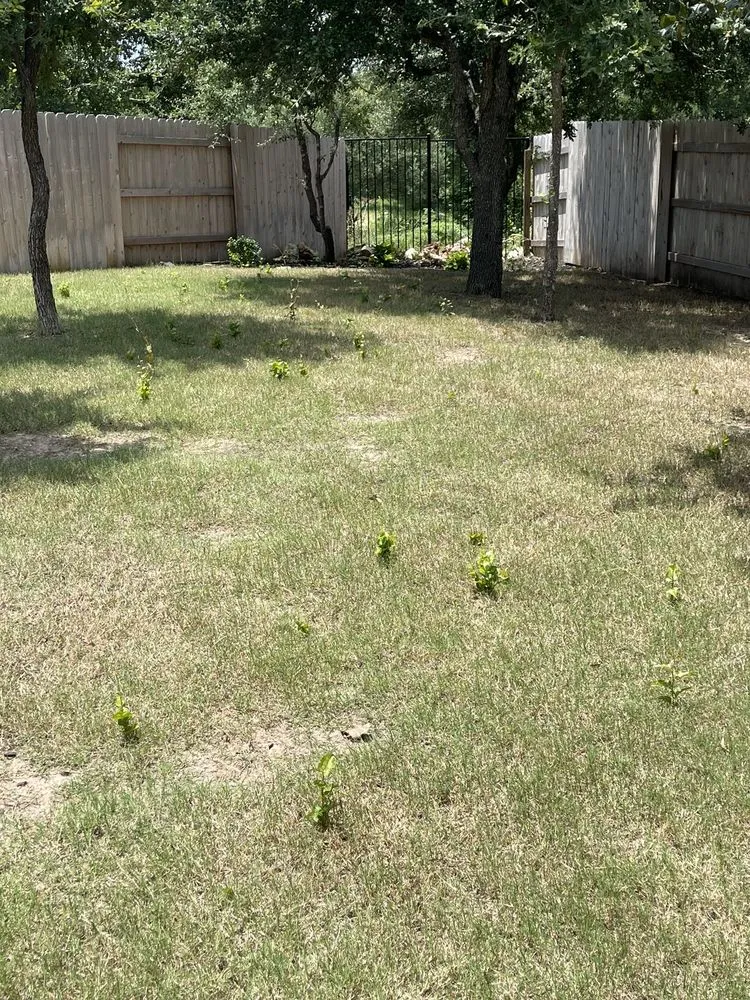 Top-rated residential landscaping near you across Manor, TX - Weed Man