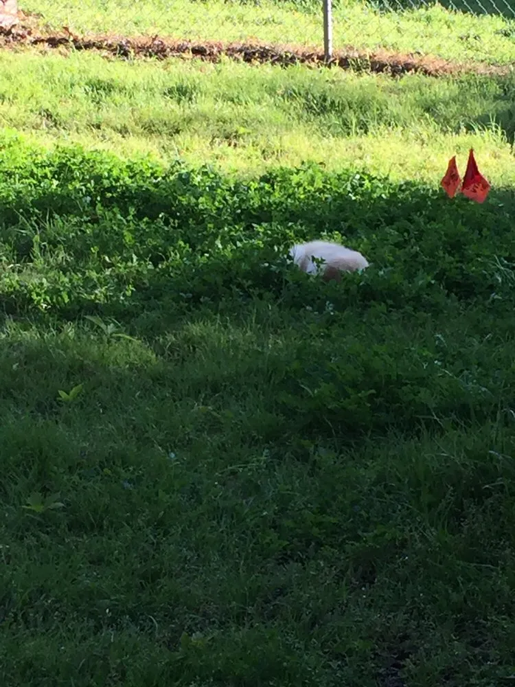 Local yard cleanup service for year-round maintenance across Manor, TX - Weed Man