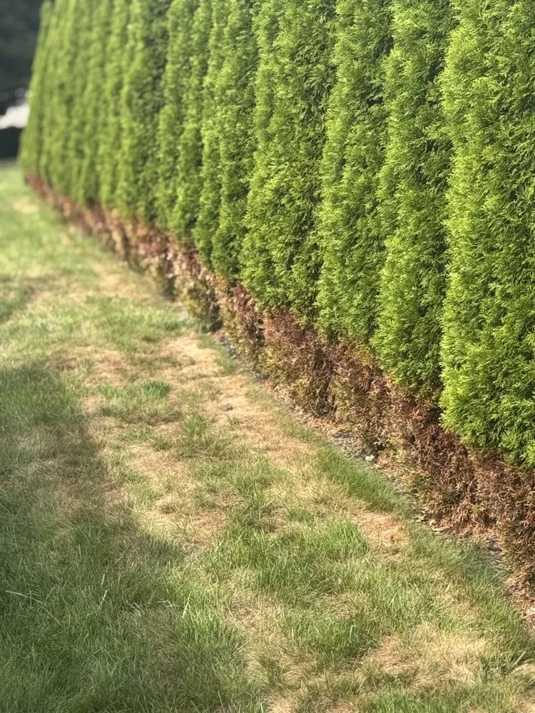 Reliable lawn mowing service for beautiful yards across Mechanicsburg, PA - Weed Man