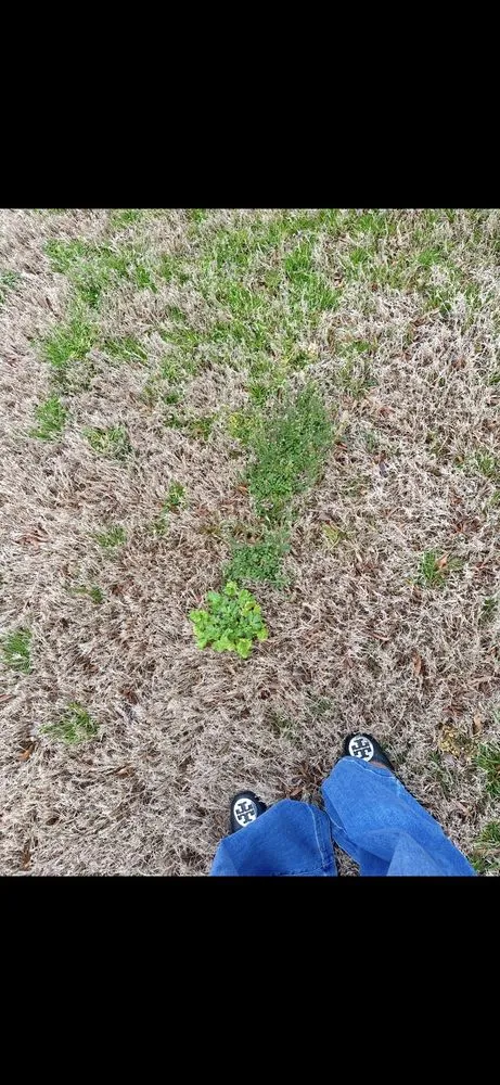 Local lawn care service in Memphis, TN by Weed Man