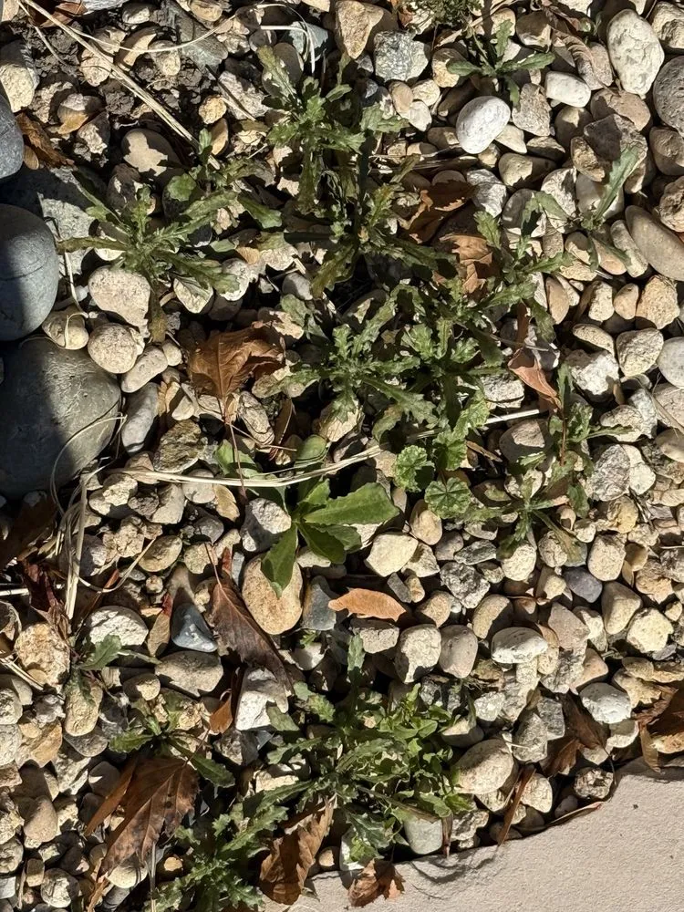 Local landscaping services experts serving Meridian, ID - Weed Man