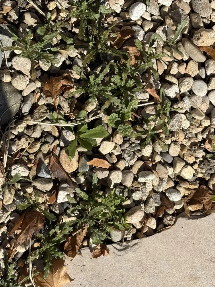 Professional lawn care service near you across Meridian, ID - Weed Man