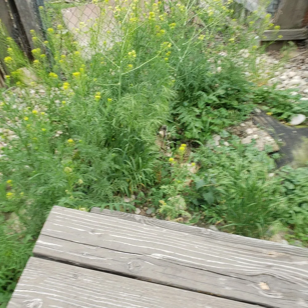 Trusted lawn mowing service in Meridian, ID by Weed Man