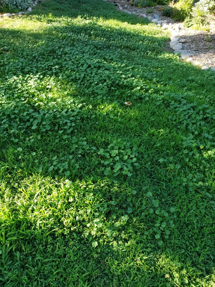 Reliable yard maintenance in Meridian, ID - Weed Man