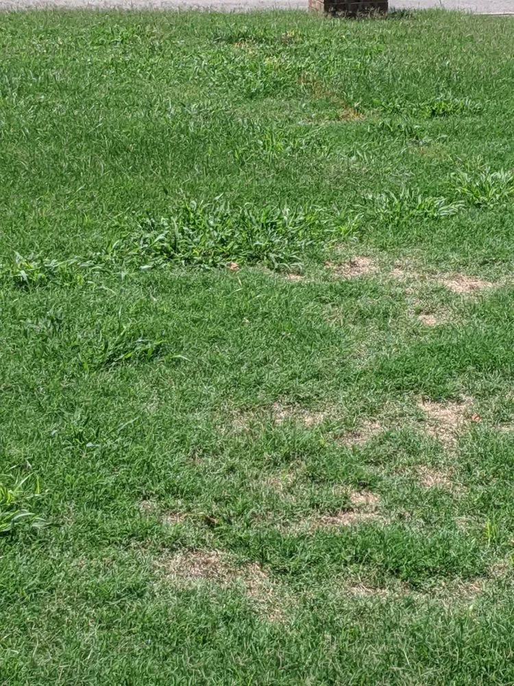 Trusted residential landscaping experts serving Nashville, TN - Weed Man