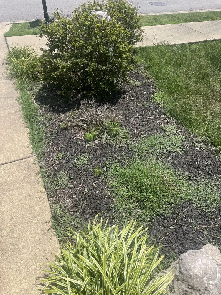 Expert lawn care service in Nashville, TN by Weed Man