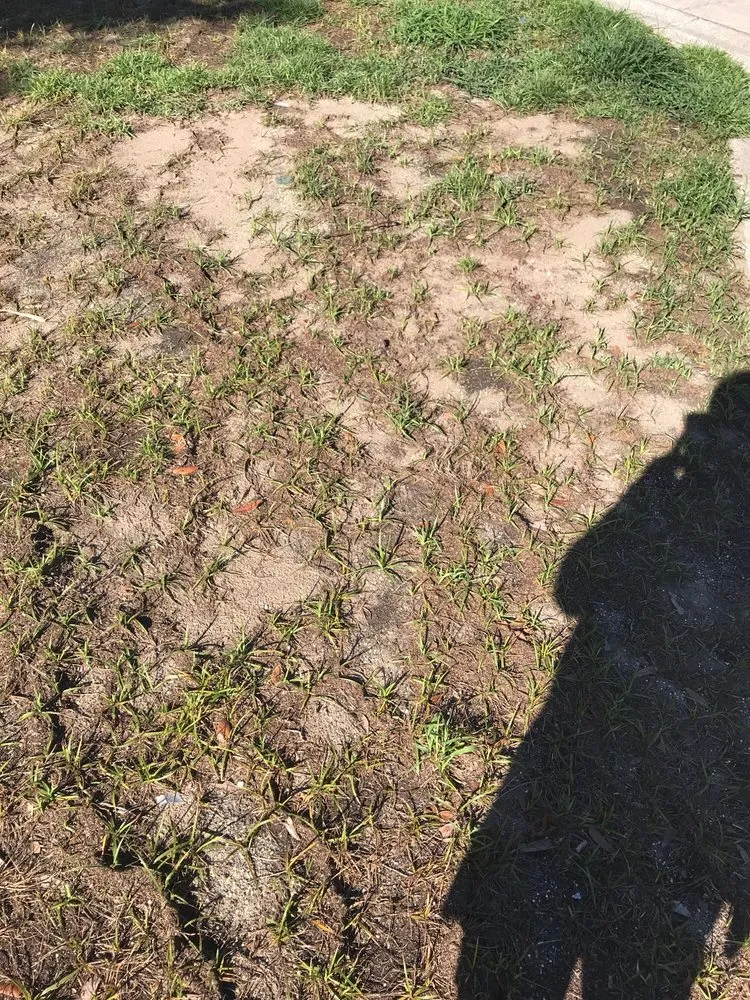 Trusted landscaping services in North Charleston, SC by Weed Man