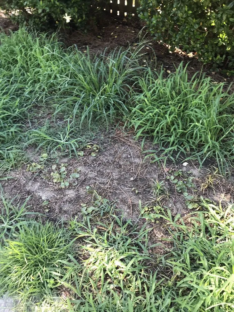 Expert lawn care service experts serving North Charleston, SC - Weed Man