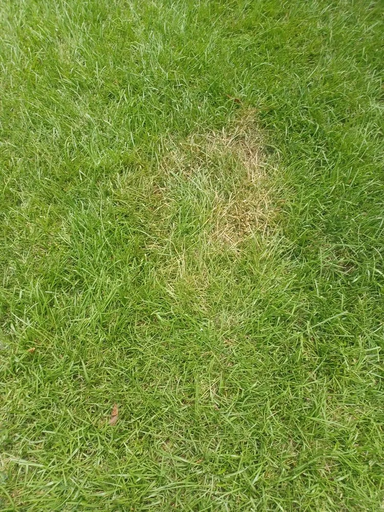 Top-rated landscape design near you across North Charleston, SC - Weed Man