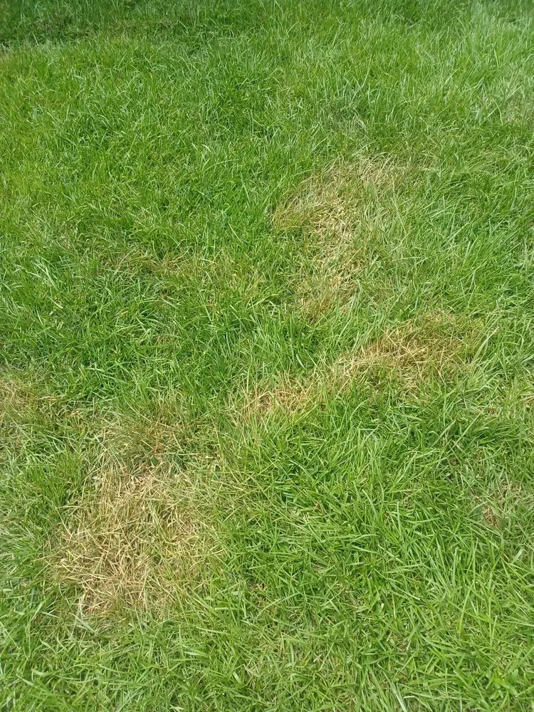 Trusted landscaping services experts serving North Charleston, SC - Weed Man