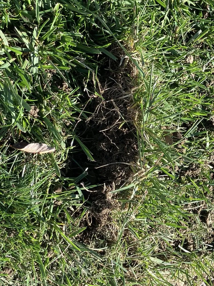 Trusted yard cleanup service experts serving Plain City, OH - Weed Man