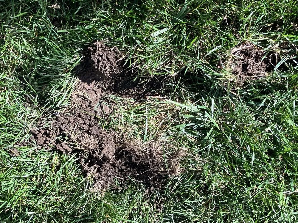 Professional residential landscaping experts serving Plain City, OH - Weed Man