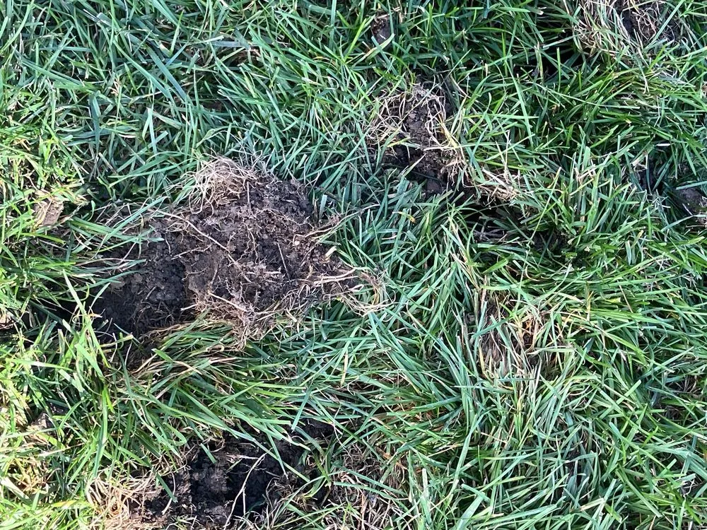 Top-rated lawn mowing service for residential properties across Plain City, OH - Weed Man