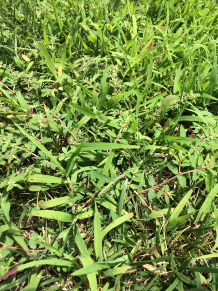 Affordable outdoor landscaping for residential properties in Purcellville, VA by Weed Man