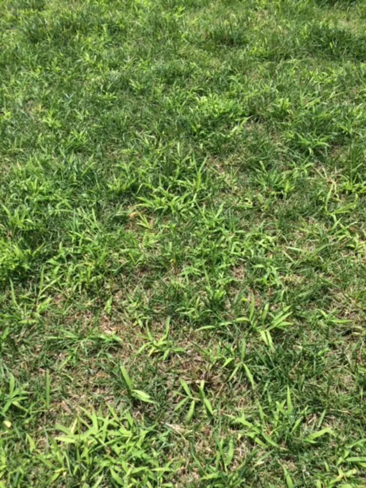 Custom yard maintenance in Purcellville, VA by Weed Man