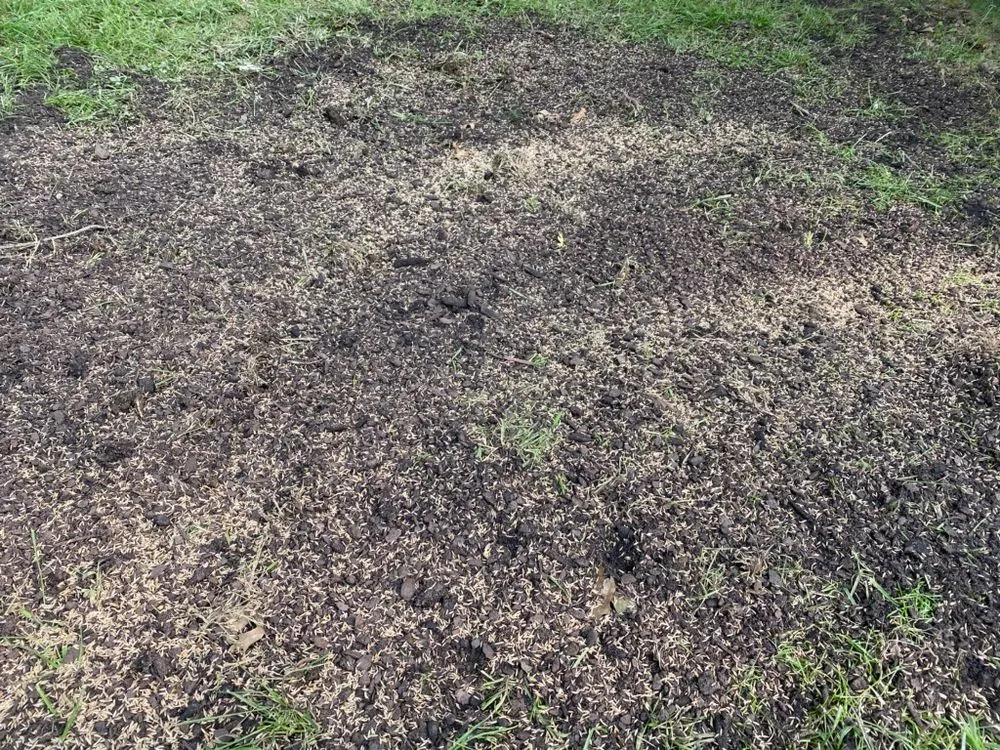 Professional lawn care service for homes across Purcellville, VA - Weed Man