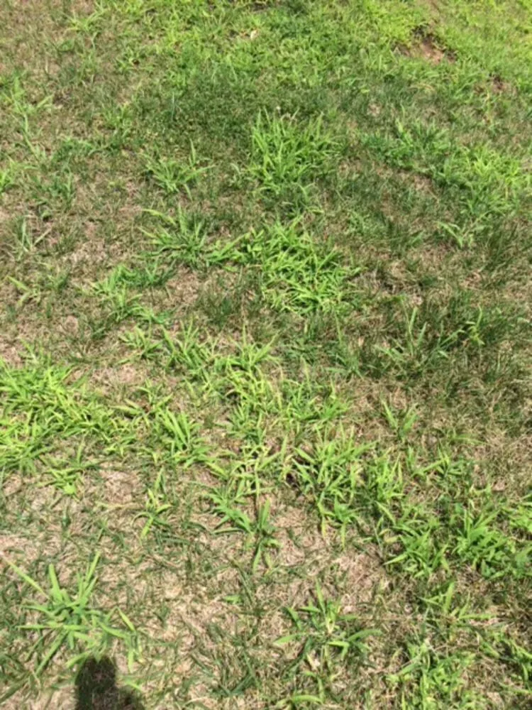 Custom yard cleanup service for year-round maintenance in Purcellville, VA by Weed Man