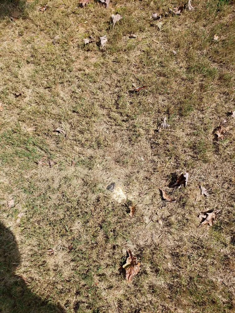 Top-rated lawn care service for beautiful yards in Roswell, GA by Weed Man