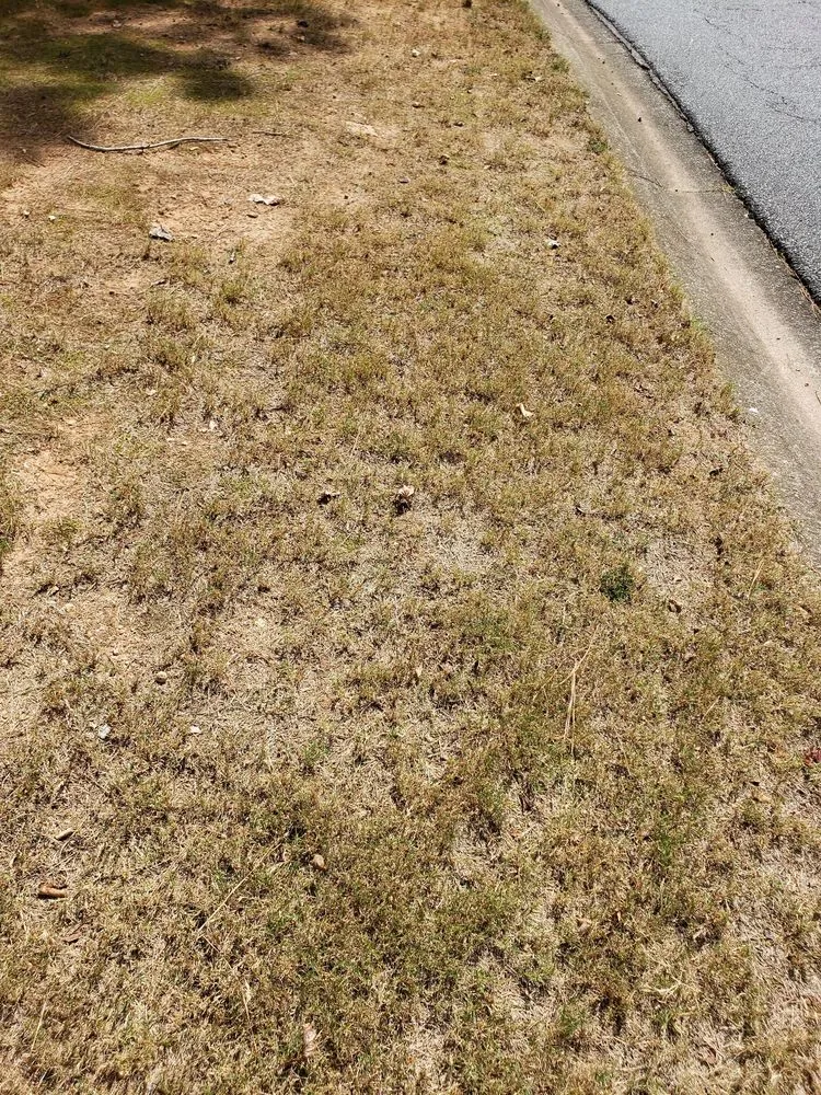 Trusted lawn care service for year-round maintenance across Roswell, GA - Weed Man