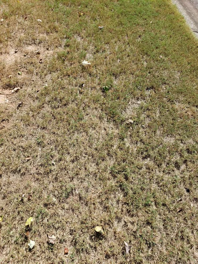 Custom yard cleanup service experts serving Roswell, GA - Weed Man