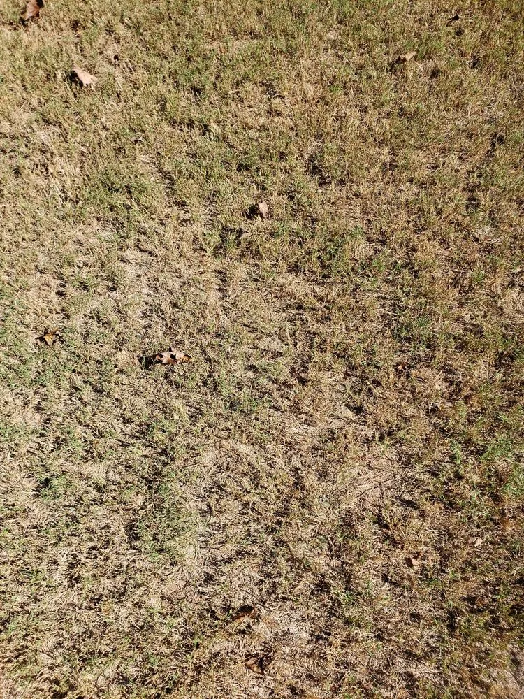 Top-rated yard cleanup service in Roswell, GA - Weed Man