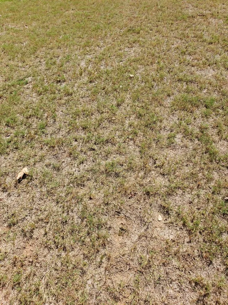 Expert lawn mowing service in Roswell, GA - Weed Man