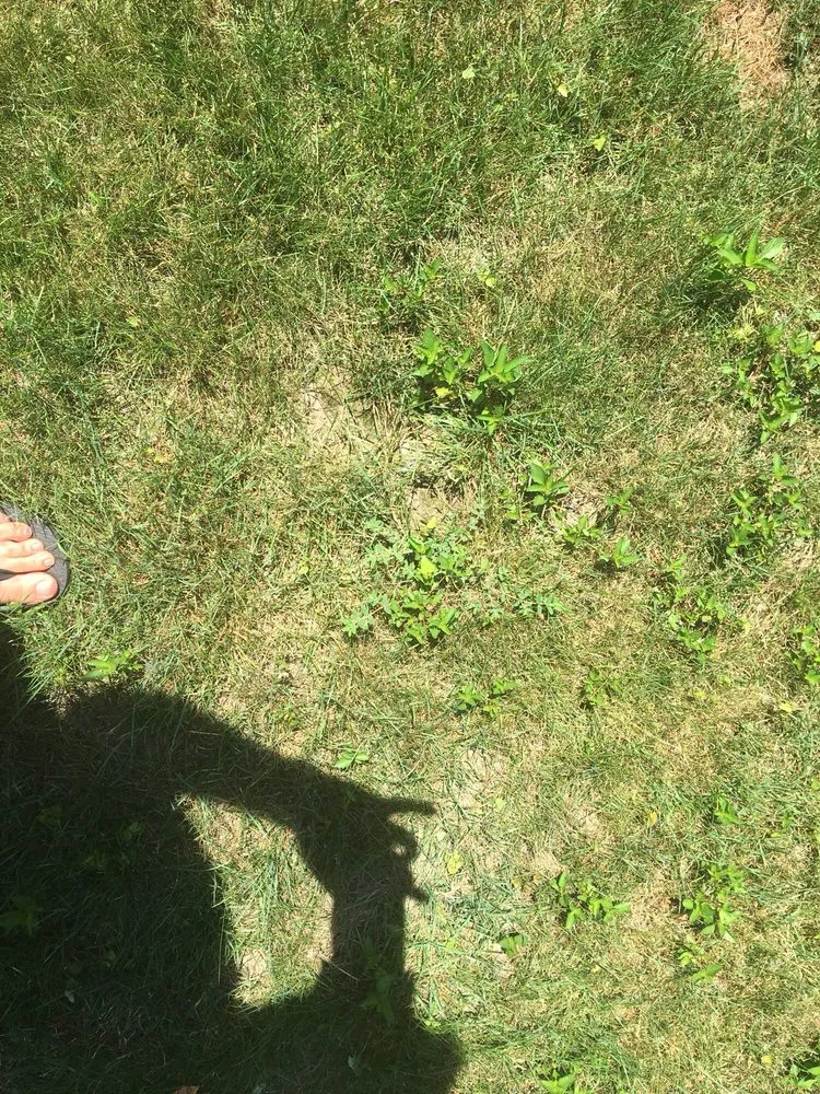 Local yard maintenance for residential properties in South Euclid, OH by Weed Man