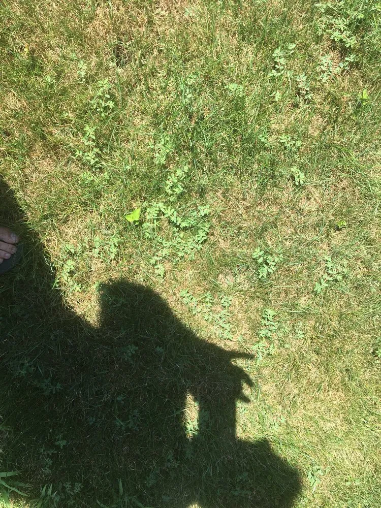 Custom lawn mowing service in South Euclid, OH - Weed Man