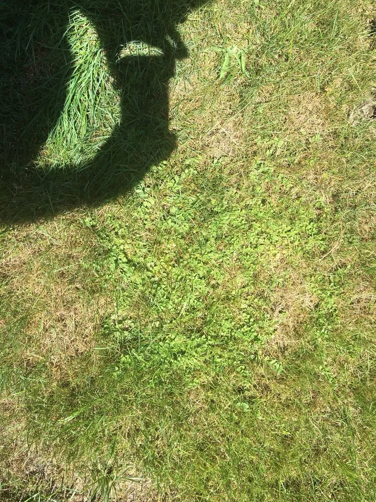 Professional garden landscaping for year-round maintenance in South Euclid, OH by Weed Man