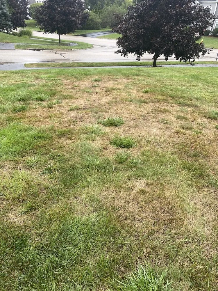 Top-rated landscape installation in Spencer, MA - Weed Man