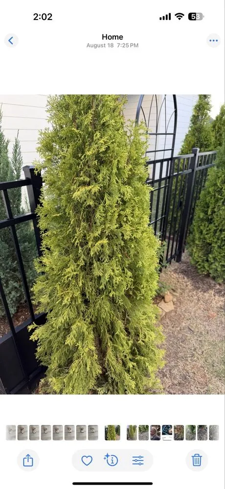 Reliable landscape installation experts serving Springdale, AR - Weed Man