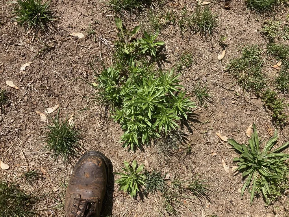 Professional residential landscaping in Springfield, MA by Weed Man