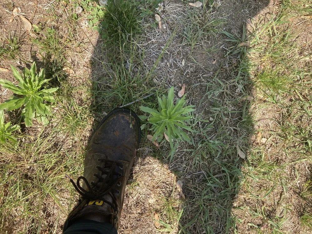 Expert landscape installation for year-round maintenance across Springfield, MA - Weed Man