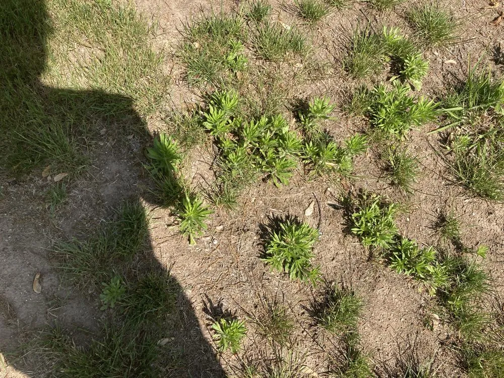 Professional residential landscaping for residential properties in Springfield, MA by Weed Man