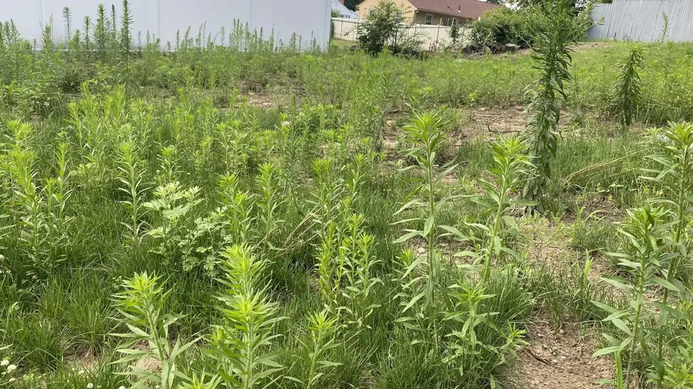 Professional residential landscaping for homes in Springfield, MA by Weed Man