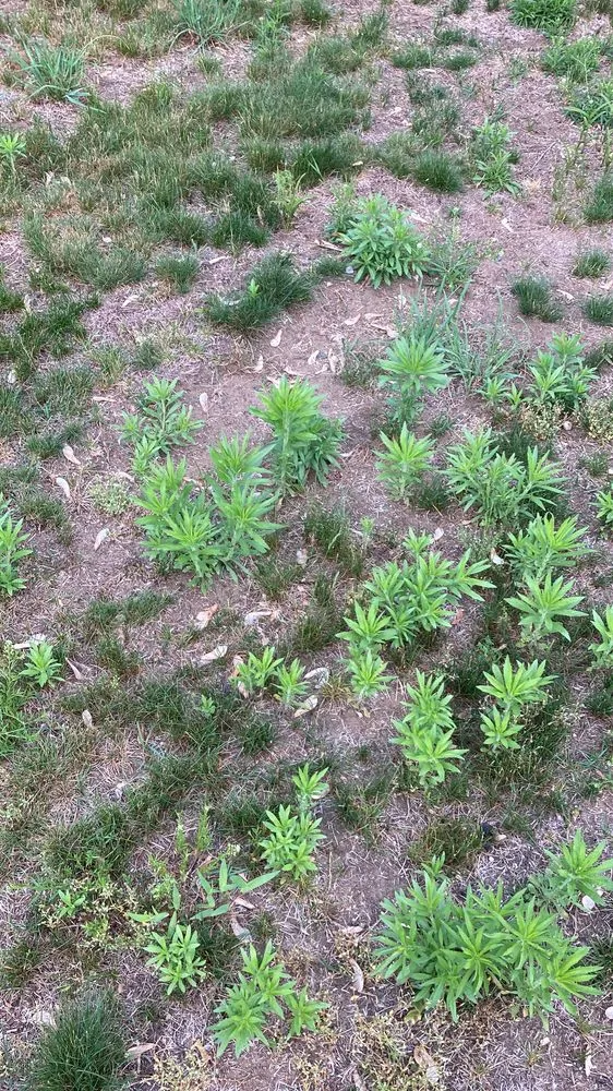 Custom garden landscaping in Springfield, MA - Weed Man