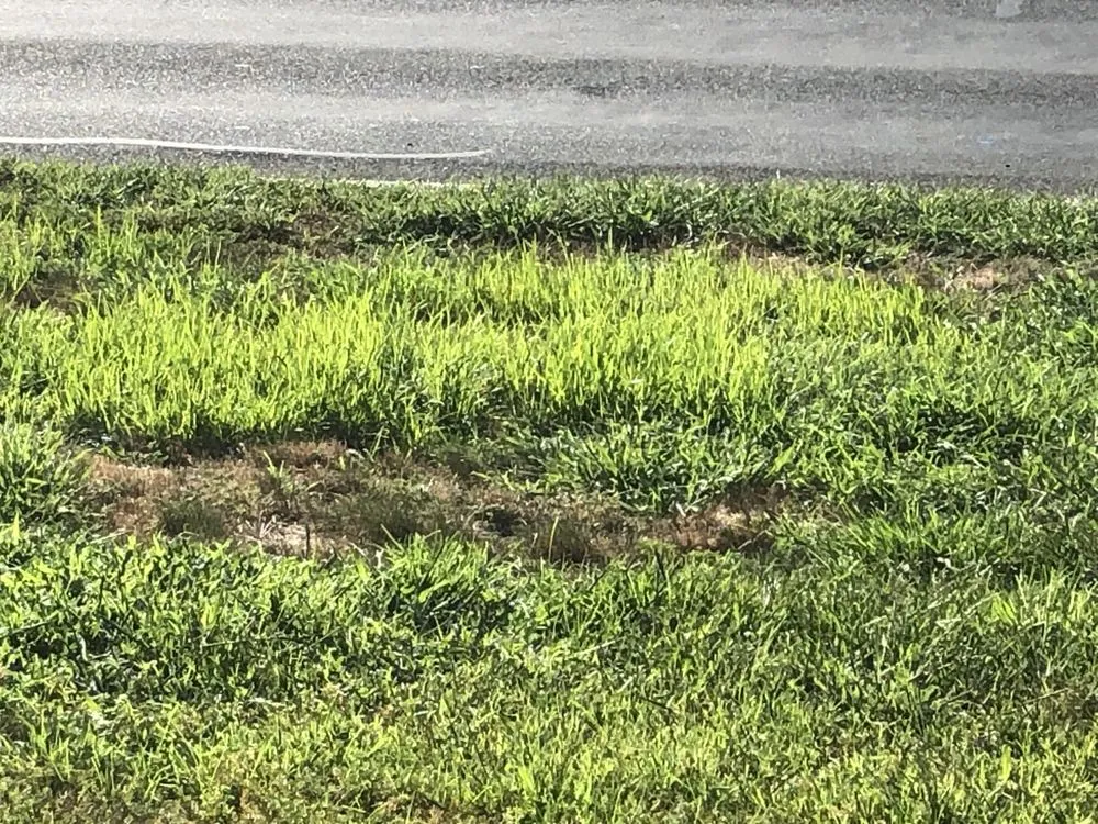 Trusted yard maintenance for residential properties in Springfield, MA by Weed Man