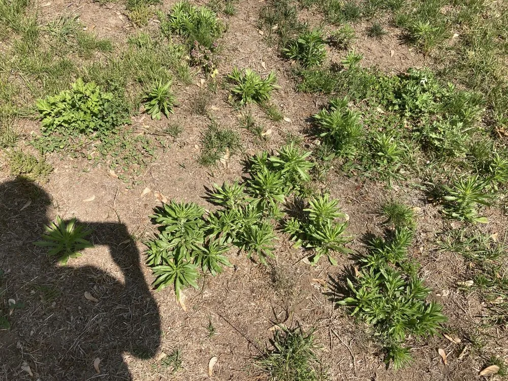 Custom landscape design in Springfield, MA - Weed Man