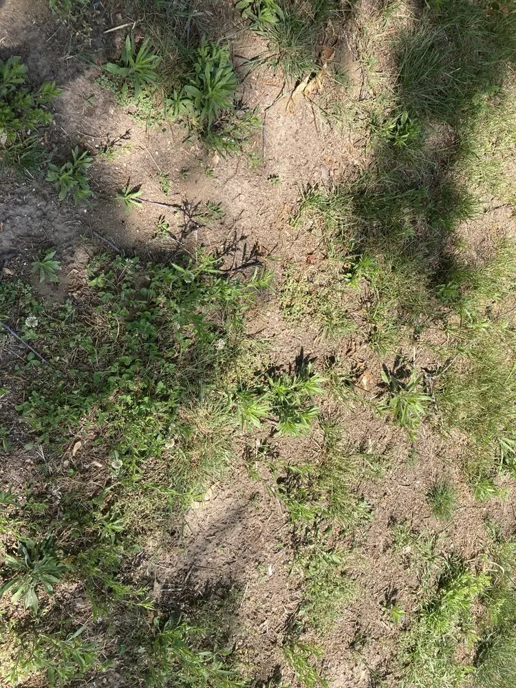 Top-rated garden landscaping in Springfield, MA - Weed Man