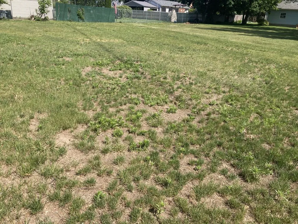 Top-rated yard maintenance in Springfield, MA by Weed Man