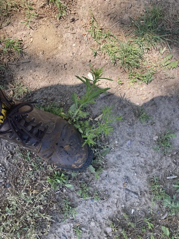 Reliable lawn mowing service in Springfield, MA by Weed Man