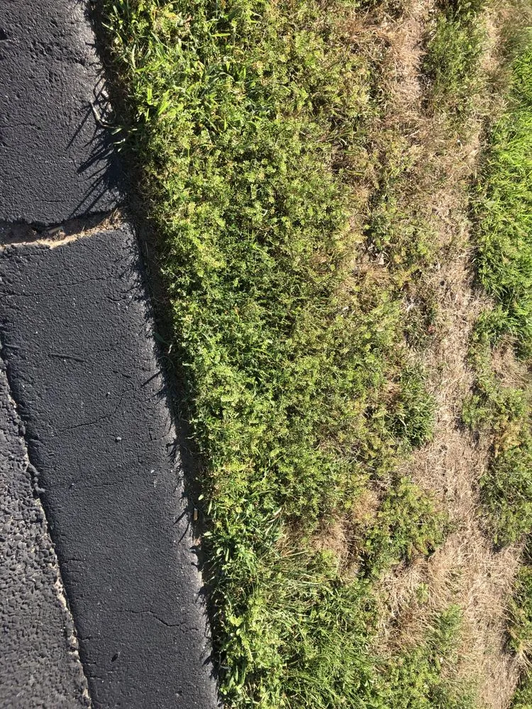 Top-rated lawn care service near you in Springfield, MA by Weed Man