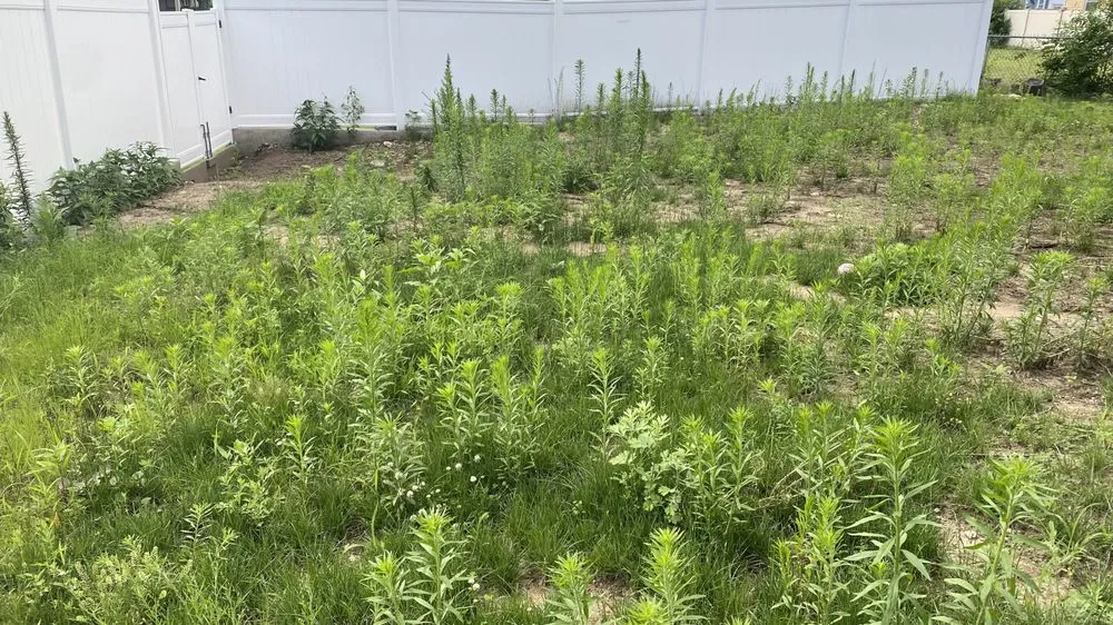 Top-rated yard maintenance experts serving Springfield, MA - Weed Man