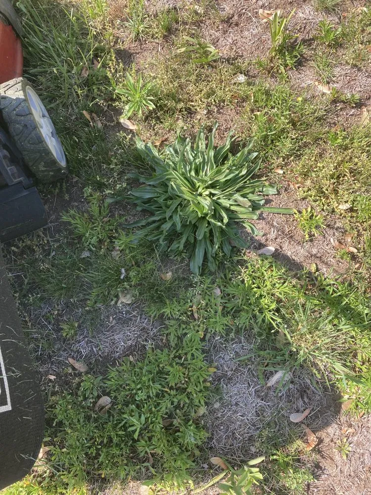 Expert residential landscaping in Springfield, MA by Weed Man