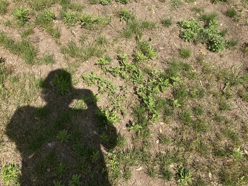 Local residential landscaping experts serving Springfield, MA - Weed Man